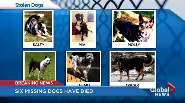 De sex "kidnappade" hundarna hittades i stället döda.
